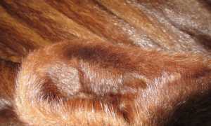 Стоит ли покупать шубу из меха сурка, теплая она или нет: фото и характеристики изделия