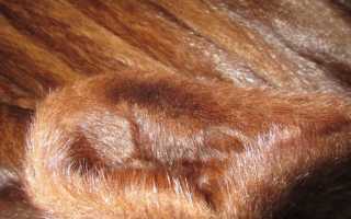 Стоит ли покупать шубу из меха сурка, теплая она или нет: фото и характеристики изделия