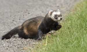 Описание, характеристики и свойства меха хорька, фото шуб и особенности ухода за изделиями