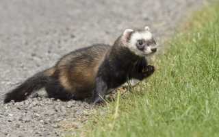 Описание, характеристики и свойства меха хорька, фото шуб и особенности ухода за изделиями