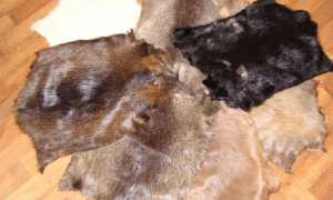 Шуба из меха нутрии: фото и характеристики, плюсы и минусы изделия, особенности ухода