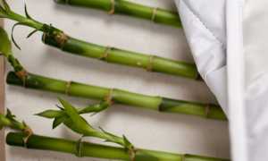 Плюсы и минусы бамбуковых подушек: как выбрать изделие с наполнителем из бамбука для ребенка и взрослого?