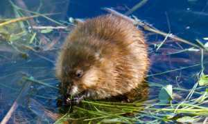 Описание и фото меха ондатры: носкость, плюсы и минусы, сравнение ондатровой шубы с изделием из норки и другими