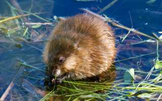 Описание и фото меха ондатры: носкость, плюсы и минусы, сравнение ондатровой шубы с изделием из норки и другими