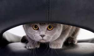 Как избавиться от кошачьей мочи на ковре и простыми средствами нейтрализовать въевшийся запах в домашних условиях?