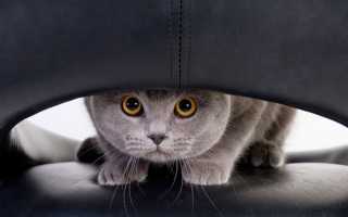 Как избавиться от кошачьей мочи на ковре и простыми средствами нейтрализовать въевшийся запах в домашних условиях?