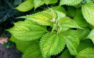 Как своими руками сделать из крапивы ткань: технология производства и сферы использования крапивного полотна