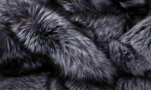 Какой мех лучше, дороже и теплее – песца или чернобурки, как отличить полярную лису от чернобурой по внешнему виду?