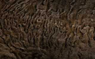 Что это за мех – каракуль, из шкурок кого его получают, чем он отличается от каракульчи