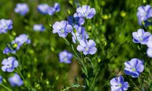 Описание и фото тканей изо льна, классификация и свойства льняных материй разных видов