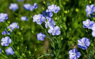 Описание и фото тканей изо льна, классификация и свойства льняных материй разных видов