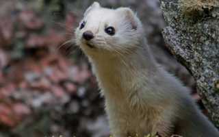 Особенности меха горностая, фото изделий из него, рекомендации по выборы шубы и уходу за ней