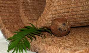 Польза и вред кокосовой койры: нужно ли волокно кокоса в матрасе, чем оно опасно?