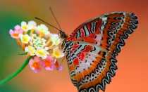 Какое значение имеет бабочка — милая крылатая волшебница