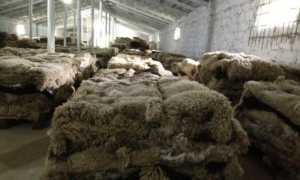 Мутоновая шуба с фото: из меха какого зверя она сделана, что это за материал, каковы преимущества и недостатки мутона?