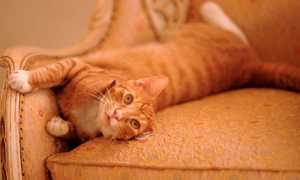 Как и чем отстирать с одежды, подушки или одеяла кошачью мочу и вывести запах в домашних условиях?