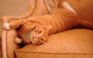 Как и чем отстирать с одежды, подушки или одеяла кошачью мочу и вывести запах в домашних условиях?