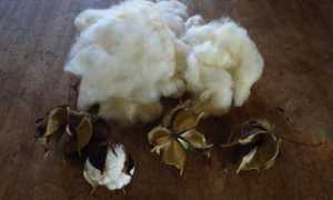 Хлопок: что это такое, как выглядит и что из него делают, каковы свойства разных видов хлопчатобумажных тканей?