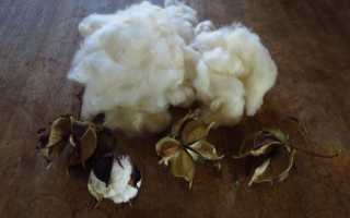 Хлопок: что это такое, как выглядит и что из него делают, каковы свойства разных видов хлопчатобумажных тканей?