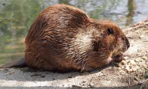 Фото, описание и характеристики меха бобра, отличия от кролика рекс и рекомендации по уходу