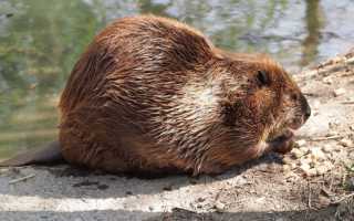 Фото, описание и характеристики меха бобра, отличия от кролика рекс и рекомендации по уходу