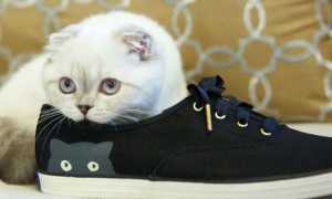 Как убрать с кожаной, замшевой и другой обуви въевшийся запах кошачьей мочи?