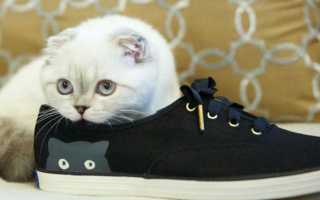 Как убрать с кожаной, замшевой и другой обуви въевшийся запах кошачьей мочи?