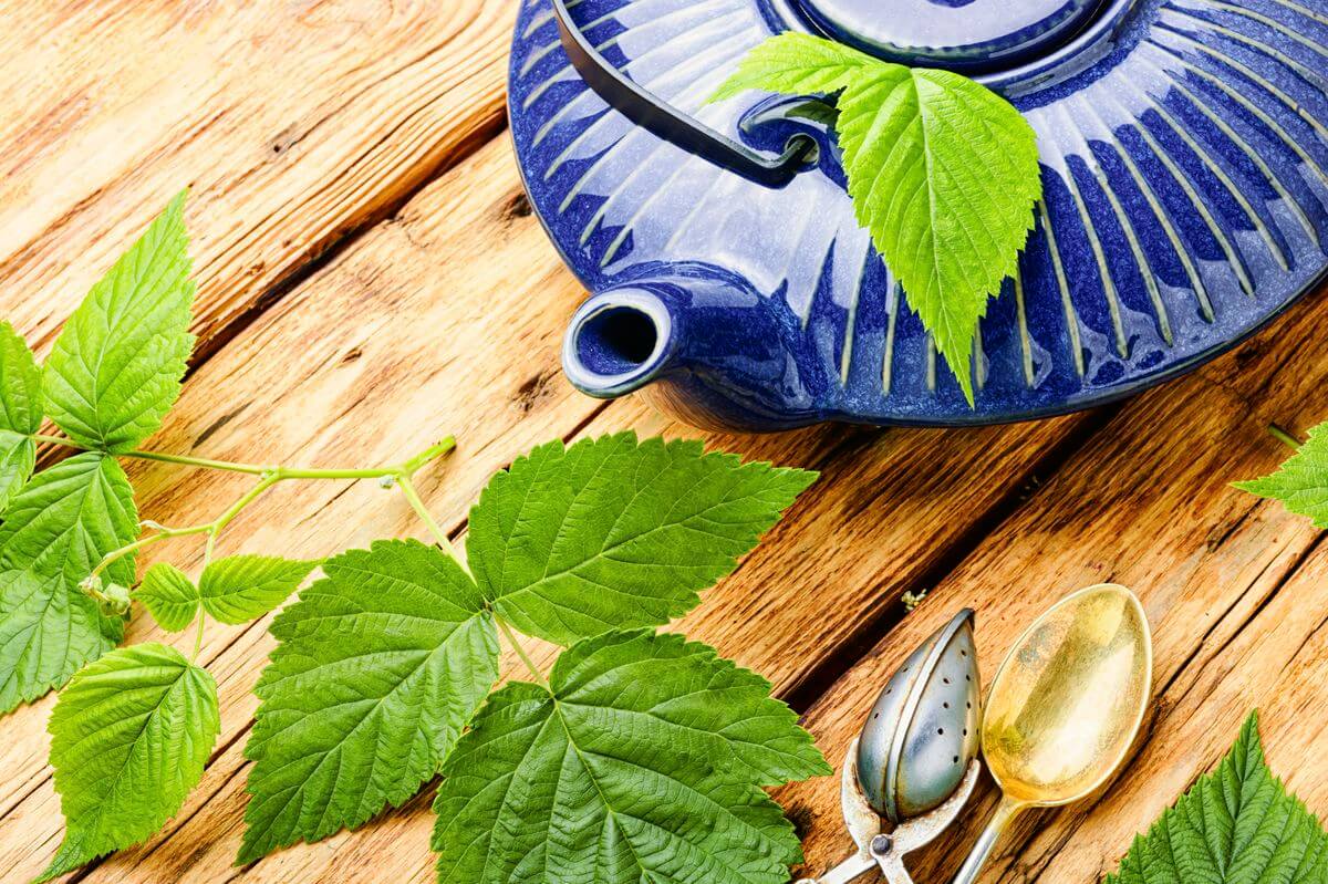 чай из листьев малины польза