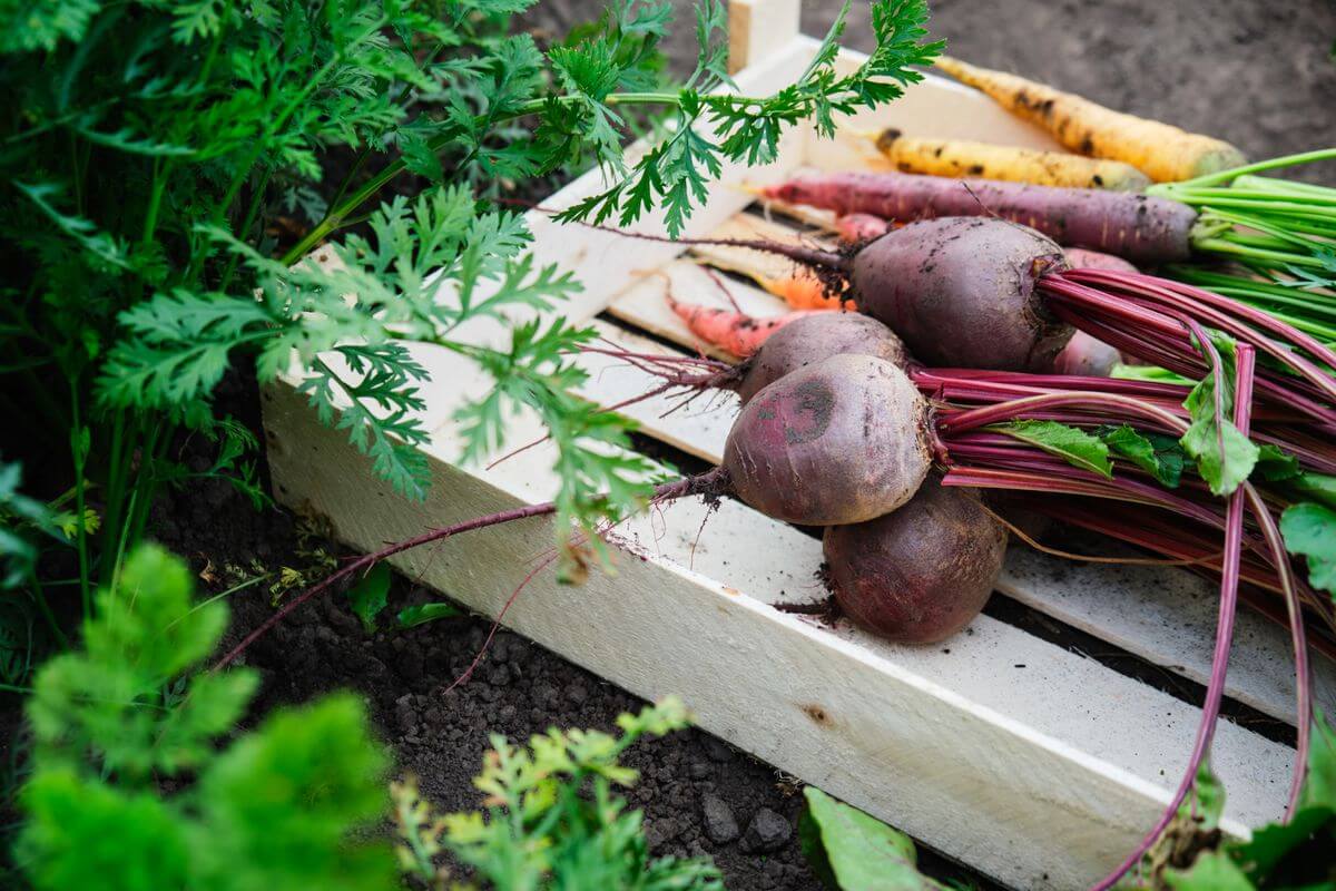 полезная ботва