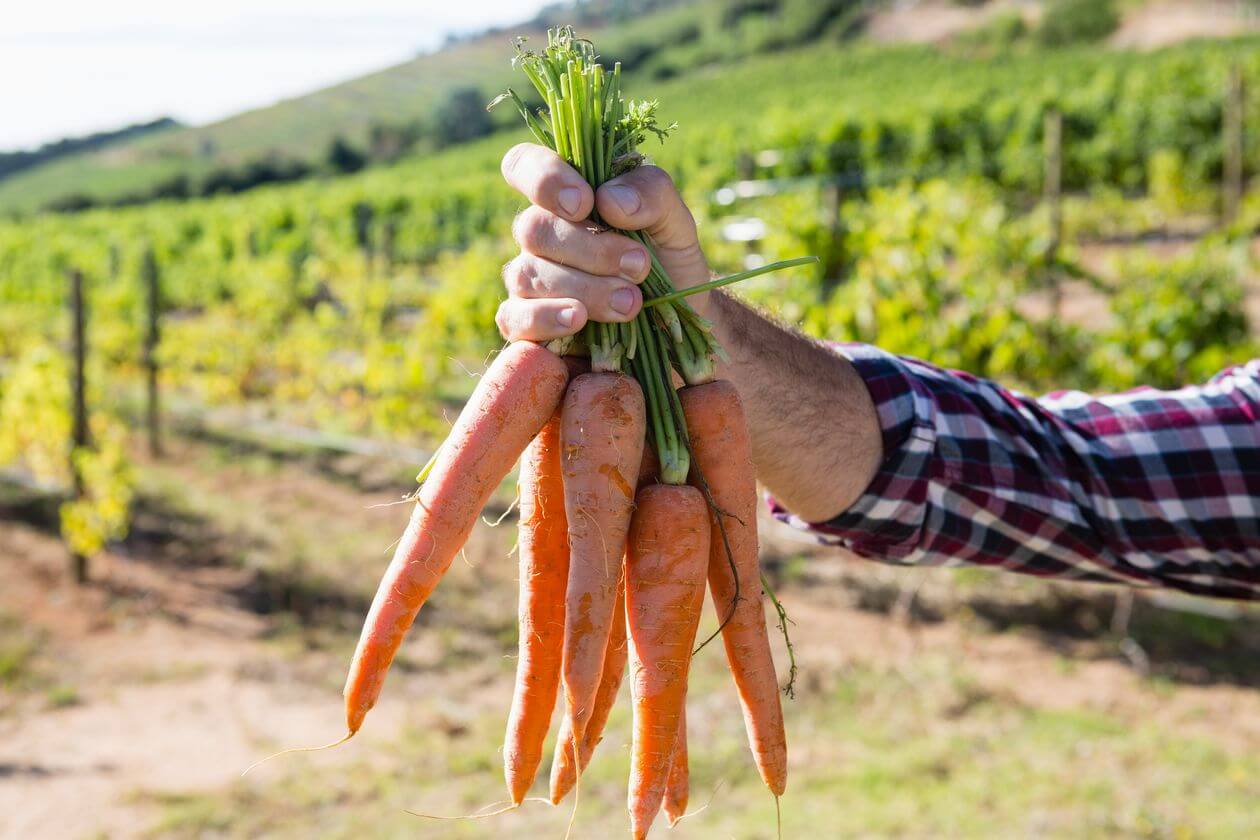 полезная ботва