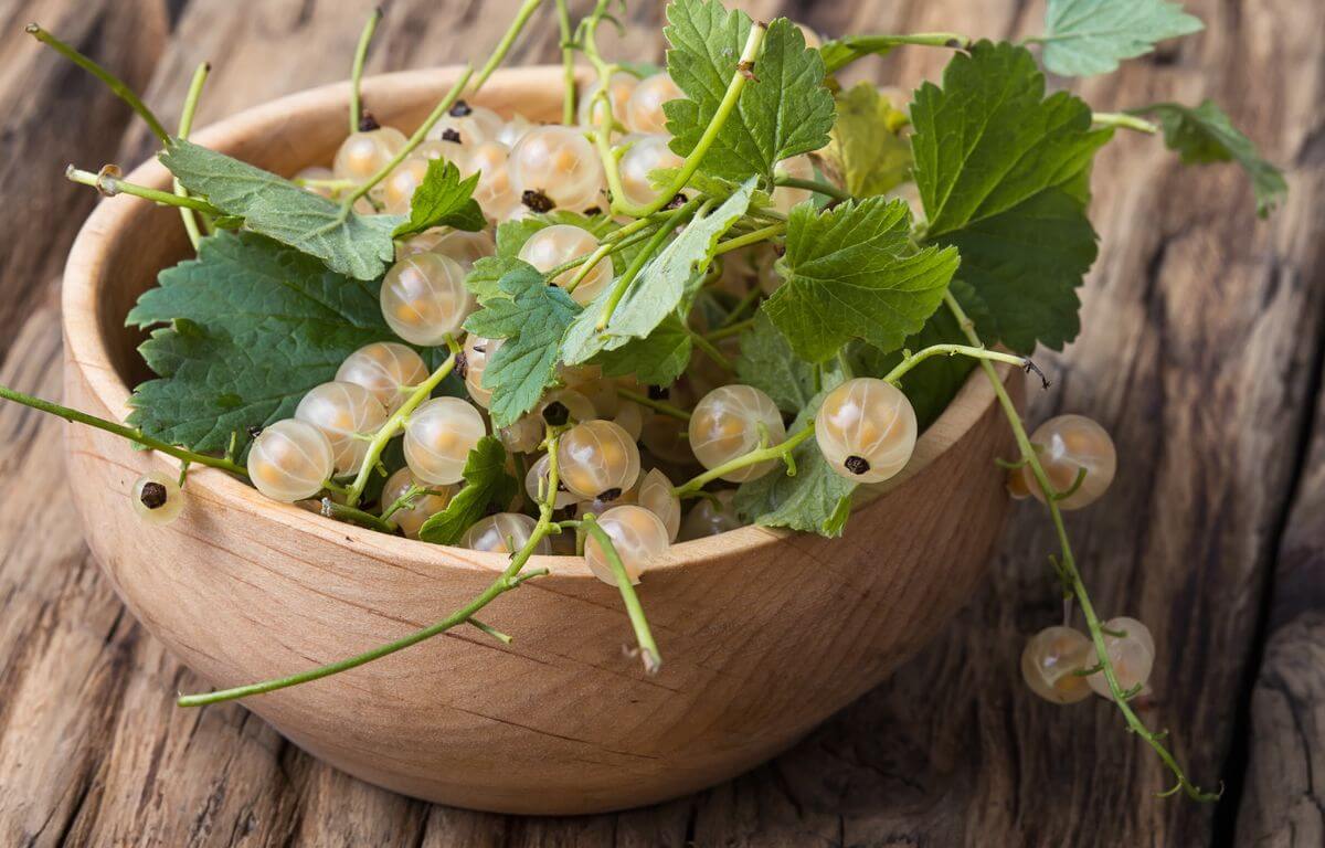 смородиновая диета