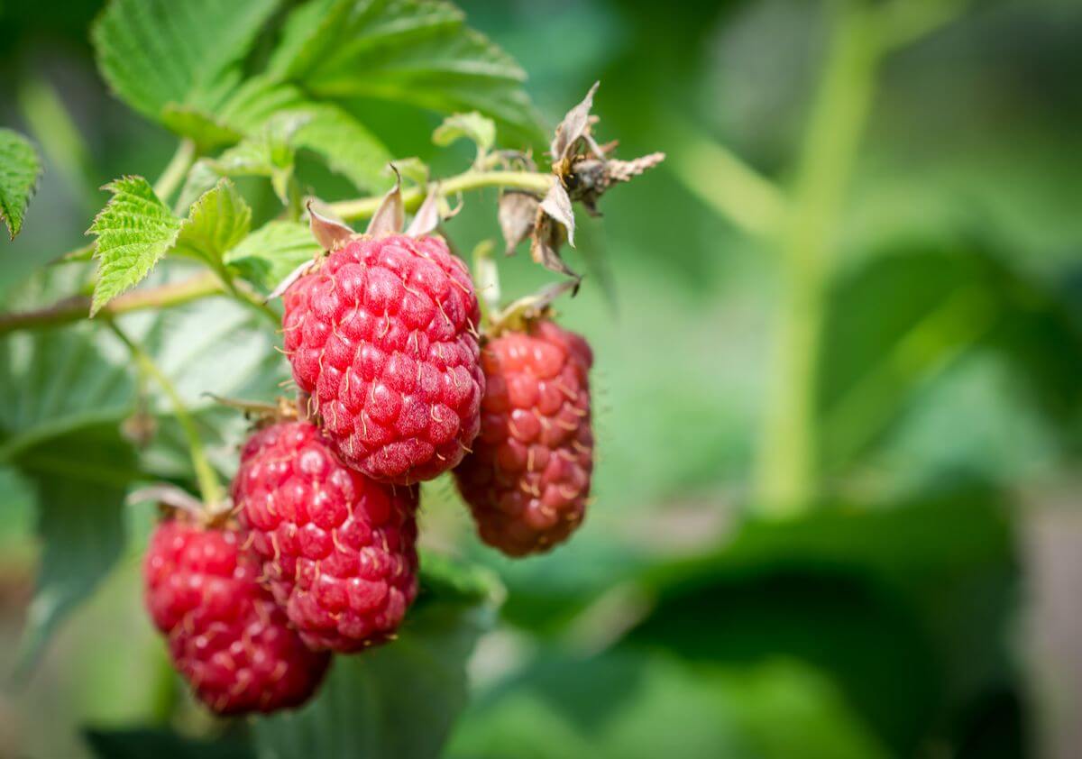 малина польза